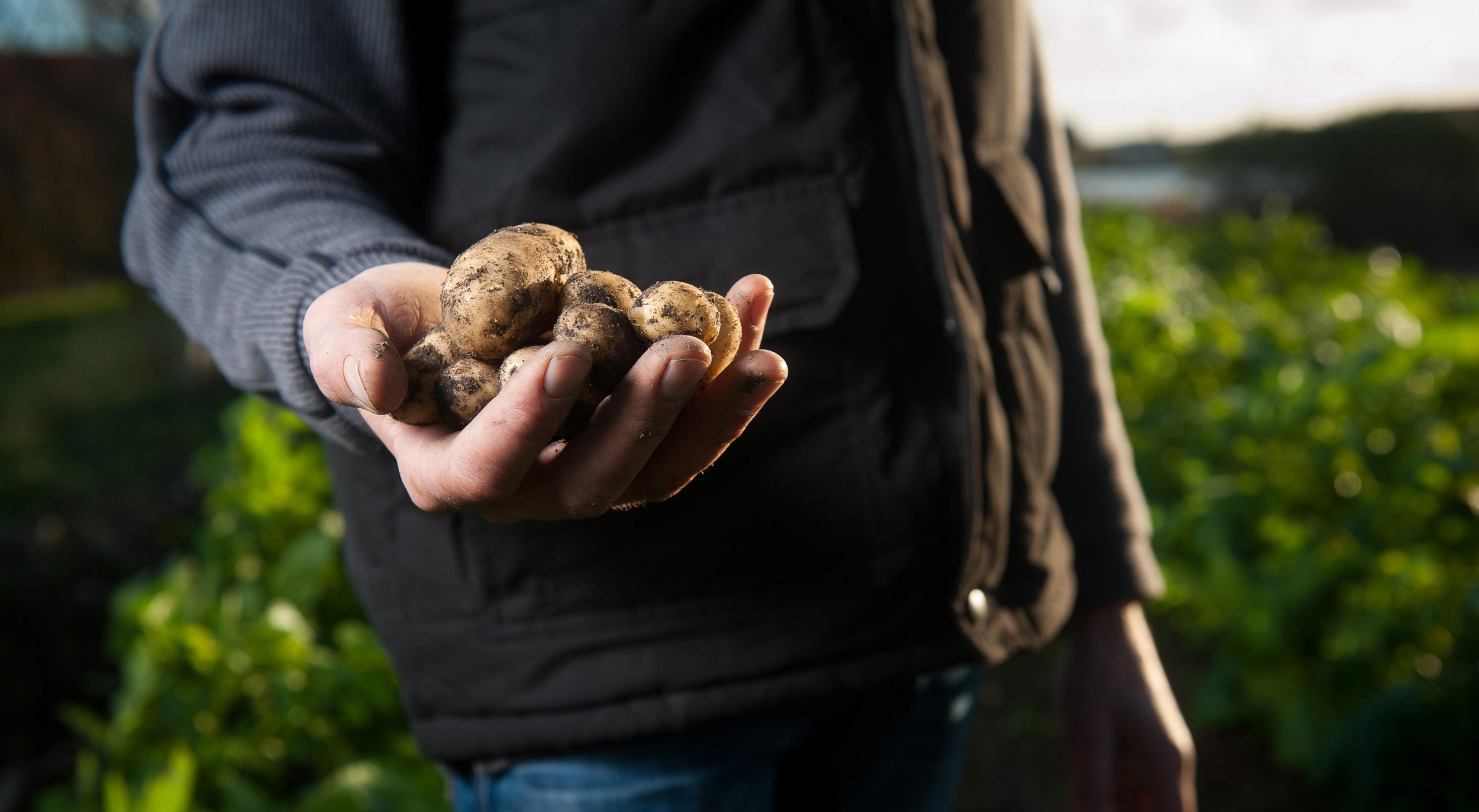 photo of a Farmer standing in a field